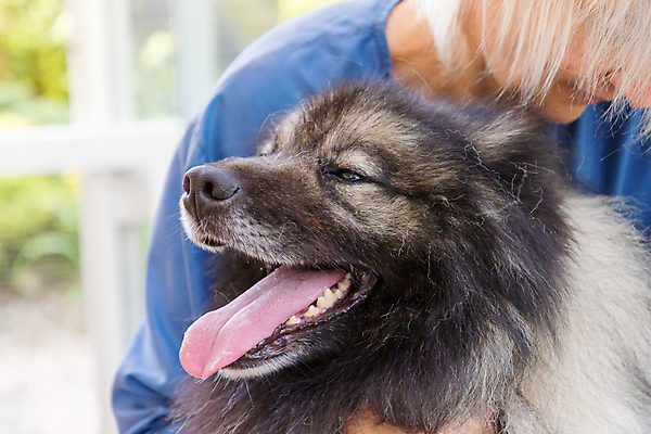 포토 JPG 해외이미지 여자 실내 한명 상반신 성인 옆모습 반려동물 잡기 개 돌봄 애견미용 성인여자한명만 해외포토 동물 1 뷰포인트 포유류 모션 사람 내부 뷰티 여자한명만 성인여자만 파일형식 이미지허브