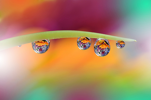 포토 JPG 해외이미지 식물 디자인 배너 꽃 백그라운드 꽃무늬 자연 벽지 추상 휴가 새로움 기념 사랑 미술 사람없음 장식 컬러풀 뷰티 봄 덮개 벚꽃 축하 인사 신용카드 메뉴 데이지 캔버스 초대 파스텔톤 해외포토 계절 감정 컬러 컨셉 무늬 문화예술 금융 뚜껑 예절 생태계 파일형식 이미지허브