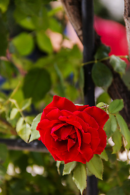 포토 JPG 해외이미지 식물 꽃잎 꽃 백그라운드 잎 꽃무늬 자연 사람없음 초록색 뷰티 장미 정원 봄 벚꽃 신선 못 아로마 꽃가루 진홍색 내추럴 해외포토 계절 컬러 무늬 빨간색 공구 가루 생태계 파일형식 이미지허브