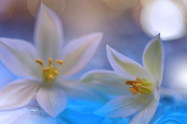 포토 JPG 해외이미지 식물 디자인 배너 꽃 백그라운드 꽃무늬 자연 벽지 추상 휴가 새로움 기념 사랑 미술 사람없음 장식 파란색 컬러풀 뷰티 봄 덮개 벚꽃 축하 인사 신용카드 메뉴 캔버스 초대 파스텔톤 해외포토 계절 감정 컬러 컨셉 무늬 문화예술 금융 뚜껑 예절 생태계 파일형식 이미지허브