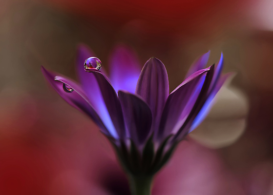 포토 JPG 해외이미지 식물 디자인 배너 꽃 백그라운드 꽃무늬 자연 벽지 추상 휴가 새로움 기념 사랑 미술 사람없음 장식 컬러풀 뷰티 봄 덮개 벚꽃 축하 인사 신용카드 메뉴 데이지 캔버스 초대 파스텔톤 해외포토 계절 감정 컬러 컨셉 무늬 문화예술 금융 뚜껑 예절 생태계 파일형식 이미지허브