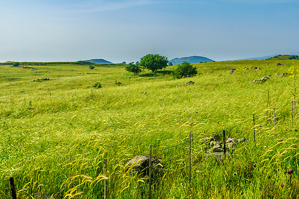 포토 JPG 해외이미지 나무 여행 밭 중동 자연 하늘 산 풍경 사람없음 야외 초록색 봄 시골 지중해 언덕 장면 지역 북쪽 시리아 이스라엘 해외포토 식물 계절 나라 바다 컬러 농업 방향 생태계 서아시아 파일형식 이미지허브