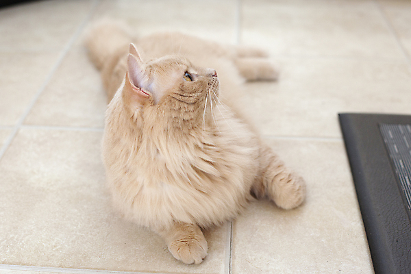 포토 JPG 해외이미지 동물 접시 응시 얼굴 포즈 백그라운드 오렌지 장난 포유류 휴식 털 앉기 사람없음 물 반려동물 장난감 뷰티 고양이 추위 흰색 호기심 솜털 주근깨 노려봄 해외포토 자연요소 식기 시선 감정 컬러 컨셉 과일 모션 표정 신체부위 점 파일형식 이미지허브