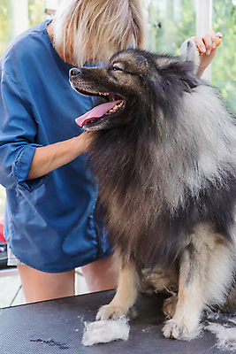포토 JPG 해외이미지 여자 실내 한명 상반신 성인 앞모습 반려동물 잡기 개 돌봄 애견미용 성인여자한명만 해외포토 동물 1 뷰포인트 포유류 모션 사람 내부 뷰티 여자한명만 성인여자만 파일형식 이미지허브