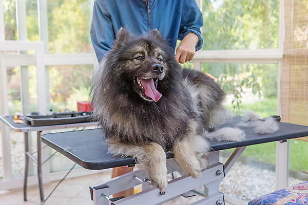포토 JPG 해외이미지 여자 실내 한명 미소 들기 성인 반려동물 잡기 개 돌봄 애견미용 애견빗 성인여자한명만 해외포토 동물 1 포유류 모션 표정 사람 내부 뷰티 애견용품 여자한명만 성인여자만 파일형식 이미지허브