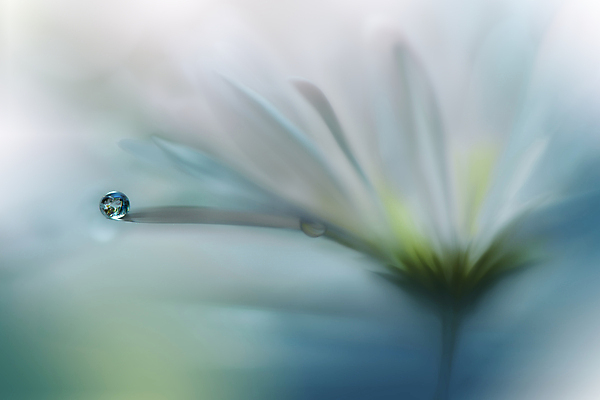 포토 JPG 해외이미지 식물 디자인 배너 꽃 백그라운드 꽃무늬 자연 벽지 추상 휴가 새로움 기념 사랑 미술 사람없음 장식 파란색 컬러풀 뷰티 봄 덮개 벚꽃 축하 인사 신용카드 메뉴 캔버스 초대 파스텔톤 해외포토 계절 감정 컬러 컨셉 무늬 문화예술 금융 뚜껑 예절 생태계 파일형식 이미지허브