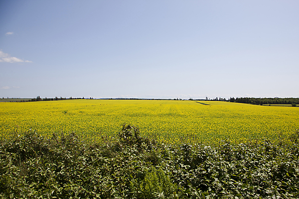 포토 JPG 해외이미지 식물 꽃 섬 캐나다 밭 농업 자연 사람없음 초록색 농작물 노란색 봄 시골 농부 머스터드 내추럴 길가 딜 왕자 카놀라 해외포토 직업 계절 산업 컬러 북아메리카 소스_음식 생태계 파일형식 이미지허브
