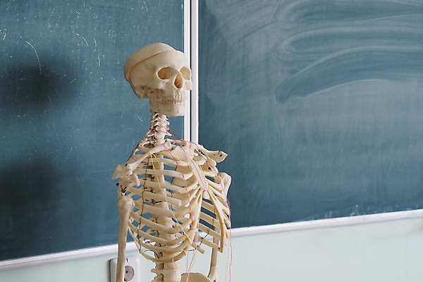 포토 JPG 해외이미지 모델 교육 과학 해부 학교 뼈 골격 사람 사람없음 약 생물학 해외포토 의학 파일형식 이미지허브