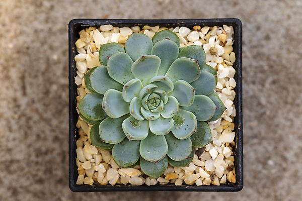 포토 JPG 해외이미지 식물 디자인 꽃 화분 화초 백그라운드 잎 자연 탁자 선인장 주택 사람없음 내부 장식 초록색 여름 뷰티 정원 사막 성장 흰색 신선 원형 가시 닫기 냄비 정상 작음 묘사 오브젝트 날카로움 스파이크 내추럴 고립 심기 해외포토 도형 계절 컬러 가구 모션 건물 솥 크기 생태계 파일형식 이미지허브