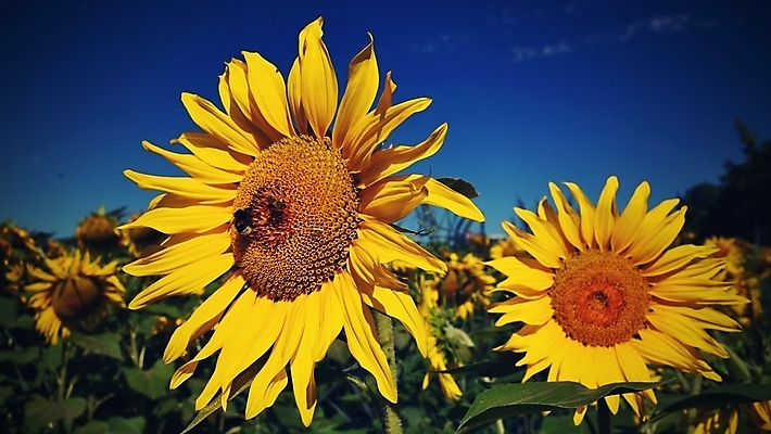 포토 JPG 해외이미지 주간 해바라기 사람없음 야외 해외포토 자연요소 꽃 파일형식 이미지허브