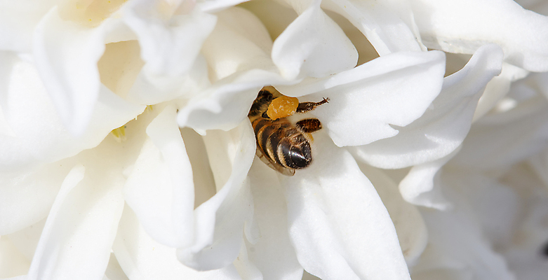포토 JPG 해외이미지 식물 동물 손 꽃 유럽 야생동물 곤충 백그라운드 잎 꽃무늬 날개 자연 사람없음 초록색 여름 파란색 뷰티 노란색 정원 고양이 봄 벚꽃 흰색 아기 황금 닫기 꿀벌 작음 수분 자르기 벌 묘사 꿀 내추럴 고립 분배 타격 해외포토 계절 나라 컬러 무늬 포유류 모션 사람 신체부위 반려동물 벌_곤충 크기 생태계 파일형식 이미지허브
