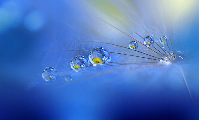 포토 JPG 해외이미지 식물 계절 꽃 실루엣 백그라운드 패턴 자연 벽지 추상 건조 사랑 미술 경사 사람없음 옆모습 물 파란색 빛 뷰티 노란색 놀람 거품 물방울 신선 투명 이슬 민들레 묘사 만족 유기농 내추럴 특별함 많음 해외포토 자연요소 웰빙 감정 뷰포인트 컬러 컨셉 무늬 문화예술 촬영기법 표정 생태계 파일형식 이미지허브