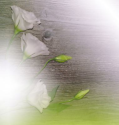 포토 JPG 해외이미지 식물 배너 꽃 결혼 백그라운드 꽃무늬 일러스트 자연 추상 휴가 새로움 기념 프레임 선물 사랑 미술 사람없음 장식 초록색 뷰티 덮개 벚꽃 흰색 축하 인사 신용카드 편지 메뉴 질감 엽서 캔버스 초대 파스텔톤 포장소품 해외포토 감정 컬러 컨셉 무늬 포장 문화예술 이벤트 금융 뚜껑 예절 오브젝트 생태계 포장재료 파일형식 이미지허브