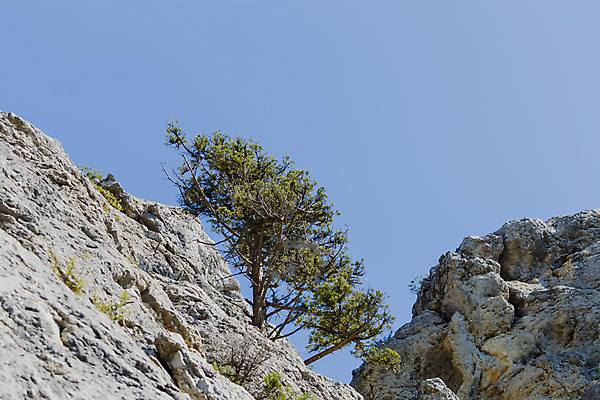 포토 JPG 해외이미지 나무 구름 여행 자연 하늘 산 파노라마 풍경 사람없음 야외 초록색 파란색 계곡 바위 소나무 정상 숲 언덕 내추럴 해외포토 자연요소 식물 컬러 촬영기법 돌_바위 생태계 파일형식 이미지허브