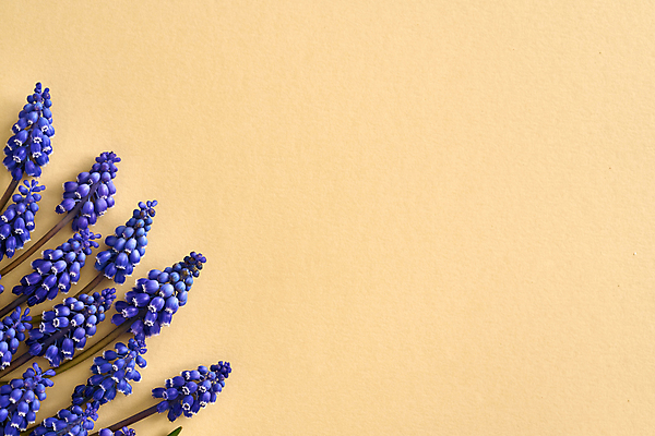 포토 JPG 해외이미지 식물 계절 꽃 종이 컨셉 자연 부활절 사람없음 파란색 노란색 봄 벚꽃 내추럴 파스텔톤 카피스페이스 어머니의날 해외포토 기념일 컬러 공백 생태계 미국문화 파일형식 이미지허브