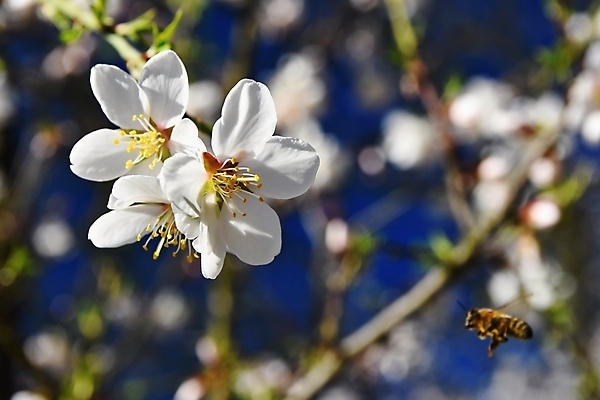 포토 JPG 해외이미지 나무 식물 동물 계절 꽃잎 꽃 분홍색 곤충 백그라운드 잎 꽃무늬 날개 과일 자연 노동자 사람없음 야외 초록색 여름 뷰티 정원 맑음 봄 벚꽃 흰색 나뭇가지 개화 체리 작음 수분 벌 싱글 바쁨 꽃가루 꿀 내추럴 꽃수술 해외포토 직업 컬러 무늬 날씨 크기 가루 생태계 파일형식 이미지허브