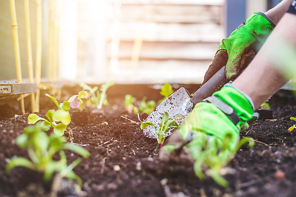 포토 JPG 해외이미지 식물 꽃 농업 채소 건강 종류 사람없음 목재 초록색 주방 정원 흙 봄 성장 시골 신선 맛 삽 국자 준비 유기농 원예 상승 국산 건강식 내추럴 밭일 영양분 원예사 해외포토 나무 직업 웰빙 계절 산업 음식 컬러 컨셉 재료 주방용품 취미 파일형식 이미지허브