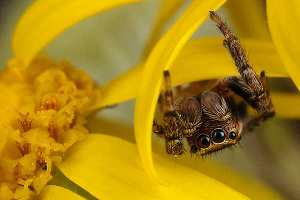 포토 JPG 해외이미지 식물 동물 줄기 곤충 백그라운드 자연 수염 사람없음 노란색 걷기 점프 벌레 작음 거미 해외포토 컬러 모션 크기 생태계 파일형식 이미지허브