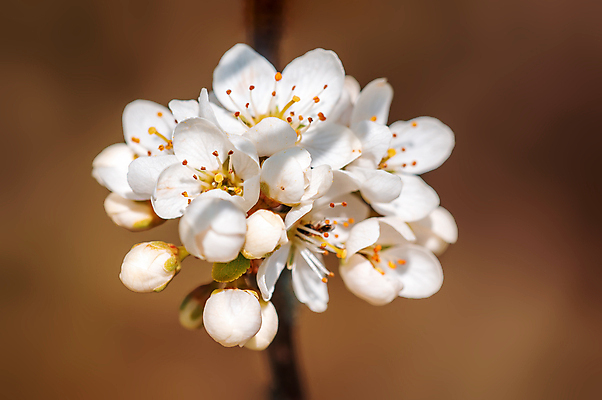 포토 JPG 해외이미지 식물 계절 꽃잎 꽃 줄기 백그라운드 잎 꽃무늬 자연 사람없음 초록색 여름 빛 컬러풀 뷰티 맑음 봄 활발 들꽃 성장 벚꽃 흰색 나뭇가지 시골 신선 개화 체리 닫기 묘사 부드러움 내추럴 고립 해외포토 나무 컬러 컨셉 무늬 과일 모션 날씨 감각 생태계 파일형식 이미지허브