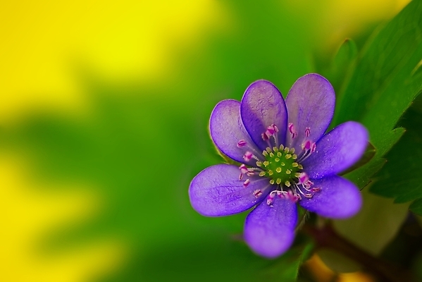 포토 JPG 해외이미지 식물 계절 꽃잎 꽃 백그라운드 잎 꽃무늬 자연 사람없음 파란색 컬러풀 노란색 정원 보라색 봄 활발 들꽃 성장 벚꽃 개화 숲 제비꽃 묘사 원예 내추럴 노루귀 아네모네 해외포토 컬러 컨셉 무늬 취미 생태계 파일형식 이미지허브