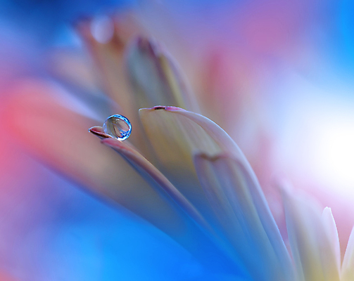 포토 JPG 해외이미지 식물 디자인 배너 꽃 백그라운드 꽃무늬 자연 벽지 추상 휴가 새로움 기념 사랑 미술 사람없음 장식 컬러풀 뷰티 봄 덮개 벚꽃 축하 인사 신용카드 메뉴 데이지 캔버스 초대 파스텔톤 해외포토 계절 감정 컬러 컨셉 무늬 문화예술 금융 뚜껑 예절 생태계 파일형식 이미지허브