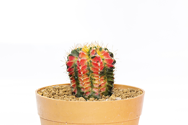 포토 JPG 해외이미지 화분 선인장 사람없음 빨간색 흙 해외포토 식물 컬러 파일형식 이미지허브