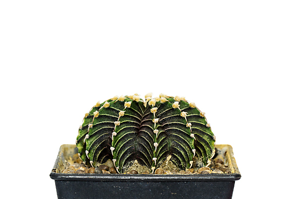 포토 JPG 해외이미지 화분 선인장 사람없음 초록색 흙 해외포토 식물 컬러 파일형식 이미지허브