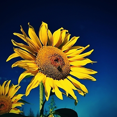 포토 JPG 해외이미지 주간 해바라기 사람없음 야외 해외포토 자연요소 꽃 파일형식 이미지허브