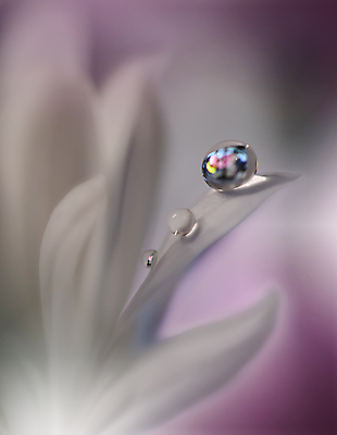 포토 JPG 해외이미지 식물 디자인 배너 꽃 백그라운드 꽃무늬 자연 벽지 추상 휴가 새로움 기념 사랑 미술 사람없음 장식 컬러풀 뷰티 봄 덮개 벚꽃 축하 인사 신용카드 메뉴 데이지 캔버스 초대 파스텔톤 해외포토 계절 감정 컬러 컨셉 무늬 문화예술 금융 뚜껑 예절 생태계 파일형식 이미지허브