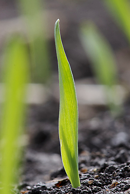 포토 JPG 해외이미지 식물 음식 줄기 백그라운드 잎 밭 농업 자연 새로움 건강 씨앗 잔디 사람없음 초록색 농작물 농장 농경지 새싹 흙 봄 성장 시골 신선 낟알 땅 시리얼 밀 보리 먼지 내추럴 밭일 줄서기 세련 귀리 해외포토 계절 산업 컬러 컨셉 모션 곡류 생태계 파일형식 이미지허브