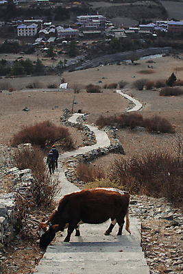 포토 JPG 해외이미지 동물 라이프스타일 아시아 여행 곡선 포유류 거리 주택 서기 사람 사람없음 야외 농장 걷기 계단 마을 가축 블록 시골 소 가난 아래 먹기 황소 장면 신성 암초 네팔 리빙 굴곡 히말라야 해외포토 나라 선 컨셉 농업 모션 건물 생활 방향 위치 파일형식 산맥 이미지허브