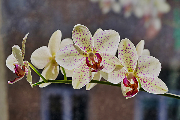 포토 JPG 해외이미지 식물 디자인 꽃잎 꽃 백그라운드 컨셉 꽃무늬 자연 벽지 추상 친절 사람없음 장식 여름 빛 컬러풀 뷰티 정원 봄 벚꽃 흰색 신선 개화 난초 우아함 묘사 부드러움 내추럴 효과 해외포토 계절 컬러 무늬 감각 생태계 파일형식 이미지허브