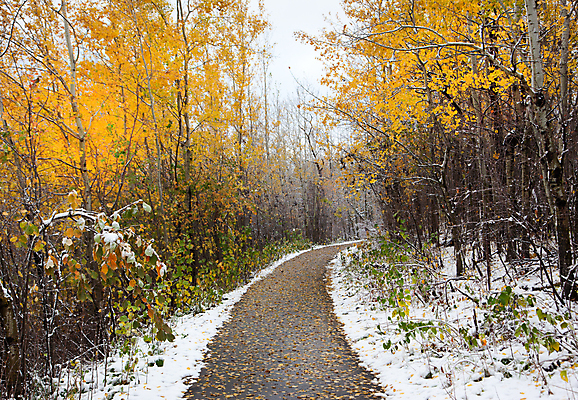 포토 JPG 해외이미지 나무 계절 공원 길 포크 잎 캐나다 겨울 자연 사람없음 야외 침묵 추위 탐험 덮개 선택 떨어짐 숲 오솔길 12월 방향 서리 나무껍질 무거움 자작나무 1월 비포장도로 앨버타 특별함 폭설 해외포토 식물 식기 공공시설 도로 컨셉 북아메리카 눈_날씨 소리 뚜껑 껍질 날짜 무게 자연재해 생태계 파일형식 이미지허브