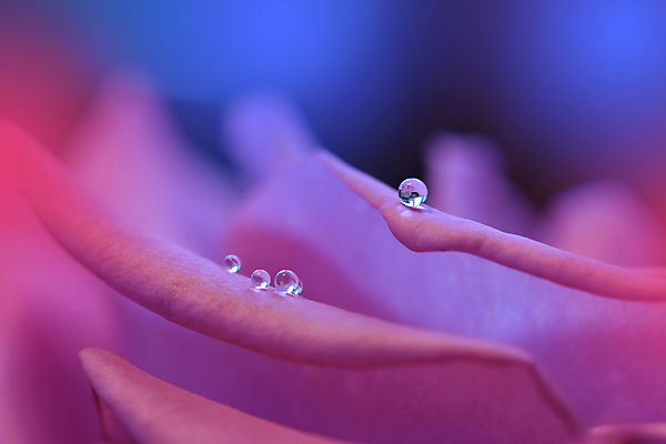 포토 JPG 해외이미지 식물 디자인 배너 꽃 백그라운드 꽃무늬 자연 벽지 추상 휴가 새로움 기념 사랑 미술 사람없음 장식 컬러풀 뷰티 봄 덮개 벚꽃 축하 인사 신용카드 메뉴 데이지 캔버스 초대 파스텔톤 해외포토 계절 감정 컬러 컨셉 무늬 문화예술 금융 뚜껑 예절 생태계 파일형식 이미지허브