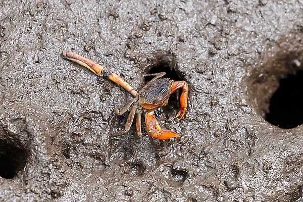 포토 JPG 해외이미지 동물 호수 야생동물 바다 백그라운드 태국 자연 생물 갑각류 사람없음 빨간색 물 파란색 강 검은색 젖음 게 껍질 습지 유령 숲 진흙 내추럴 집게발 해외포토 자연요소 아시아 컬러 생태계 파일형식 이미지허브