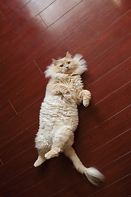 포토 JPG 해외이미지 동물 1 응시 행복 얼굴 포즈 오렌지 장난 포유류 발 놀이 휴식 바닥 주택 털 사람없음 목재 반려동물 고양이 모피 꼬리 부드러움 갈기 솜털 몸단장 카피스페이스 해외포토 나무 시선 감정 컨셉 과일 재료 건물 신체부위 공백 감각 파일형식 이미지허브