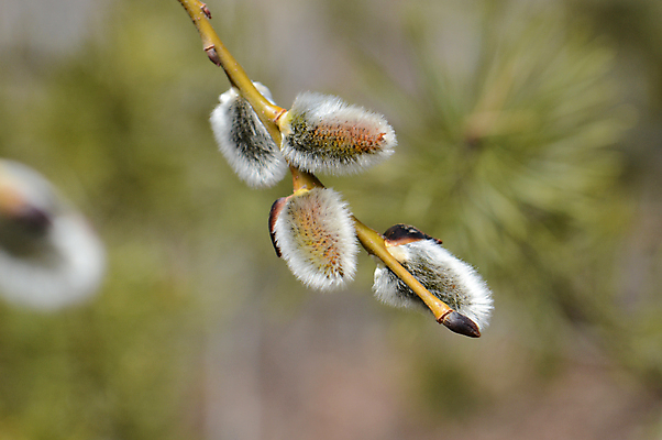 포토 JPG 해외이미지 나무 자연 사람없음 새싹 봄 개화 버드나무 해외포토 식물 계절 꽃 생태계 파일형식 이미지허브