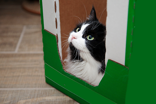 포토 JPG 해외이미지 동물 응시 종이 백그라운드 장난 놀이 수염 주택 털 흑백 선물 앉기 사람없음 초록색 반려동물 상자 고양이 작음 컨테이너 모피 호기심 솜털 숨김 판지 카피스페이스 해외포토 시선 감정 산업 컬러 컨셉 포유류 모션 촬영기법 건물 공백 크기 파일형식 이미지허브