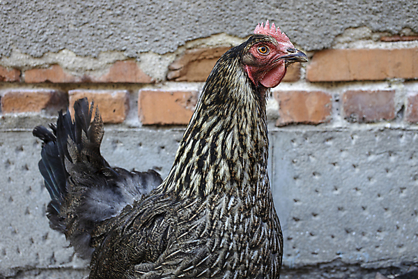 포토 JPG 해외이미지 벽 서기 사람없음 컬러풀 머리 치킨 머리빗 닫기 부리 암탉 옛날 해외포토 컬러 모션 신체부위 미용용품 닭 암컷 닭고기요리 파일형식 이미지허브