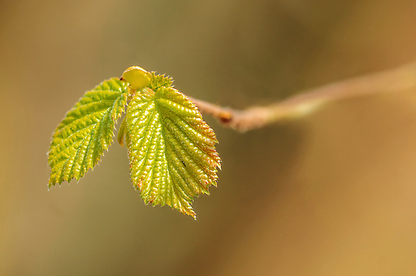 포토 JPG 해외이미지 식물 계절 꽃잎 꽃 줄기 백그라운드 컨셉 잎 꽃무늬 농업 자연 새로움 사람없음 야외 초록색 컬러풀 뷰티 환경 봄 성장 벚꽃 흰색 나뭇가지 신선 개화 닫기 작음 자르기 묘사 보케 내추럴 고립 처음 해외포토 나무 산업 컬러 무늬 모션 크기 생태계 파일형식 이미지허브