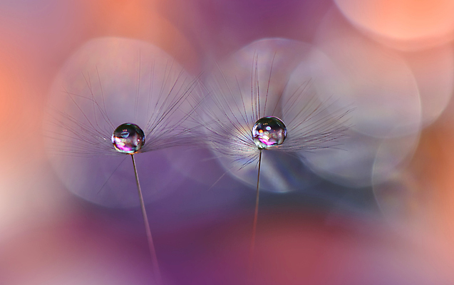 포토 JPG 해외이미지 식물 계절 꽃 실루엣 백그라운드 패턴 오렌지 자연 벽지 추상 건조 사랑 미술 경사 사람없음 옆모습 물 빛 뷰티 노란색 놀람 거품 물방울 신선 투명 이슬 민들레 묘사 만족 유기농 내추럴 특별함 많음 해외포토 자연요소 웰빙 감정 뷰포인트 컬러 컨셉 무늬 과일 문화예술 촬영기법 표정 생태계 파일형식 이미지허브