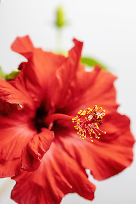 포토 JPG 해외이미지 스튜디오촬영 자연 사람없음 빨간색 히비스커스 해외포토 꽃 컬러 실내 생태계 파일형식 이미지허브