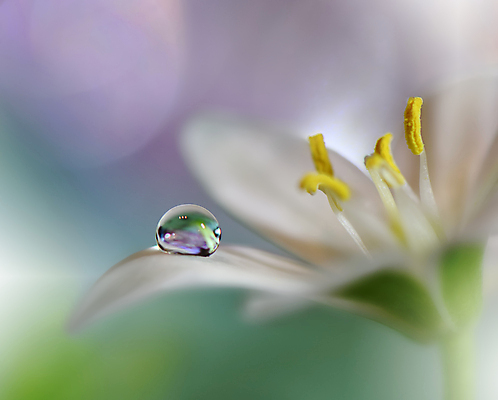 포토 JPG 해외이미지 식물 디자인 배너 꽃 백그라운드 꽃무늬 자연 벽지 추상 휴가 새로움 기념 사랑 미술 사람없음 장식 초록색 컬러풀 뷰티 봄 덮개 벚꽃 축하 인사 신용카드 메뉴 캔버스 초대 파스텔톤 해외포토 계절 감정 컬러 컨셉 무늬 문화예술 금융 뚜껑 예절 생태계 파일형식 이미지허브