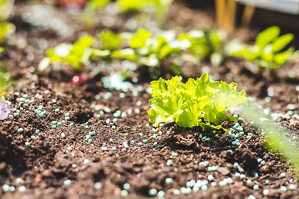 포토 JPG 해외이미지 식물 농업 채소 건강 종류 사람없음 목재 초록색 정원 흙 봄 샐러드 성장 시골 신선 맛 유기농 원예 상승 미끼 국산 건강식 내추럴 밭일 영양분 원예사 총각무 해외포토 나무 직업 웰빙 계절 산업 음식 컬러 컨셉 재료 취미 무 파일형식 이미지허브