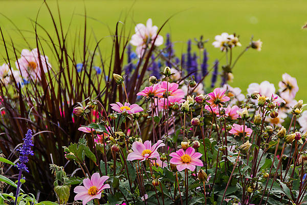 포토 JPG 해외이미지 식물 꽃잎 꽃 백그라운드 잎 꽃무늬 자연 벽지 사람없음 초록색 빛 뷰티 장미 정원 보라색 봄 벚꽃 나뭇가지 인사 제비꽃 데이지 아로마 꽃가루 라벤더 내추럴 블러 피튜니아 해외포토 나무 계절 컬러 무늬 예절 가루 허브 생태계 파일형식 이미지허브