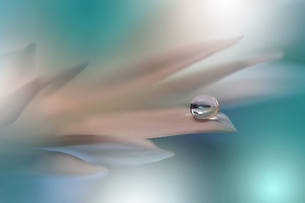 포토 JPG 해외이미지 식물 디자인 배너 꽃 백그라운드 꽃무늬 자연 벽지 추상 휴가 새로움 기념 사랑 미술 사람없음 장식 컬러풀 뷰티 봄 덮개 벚꽃 축하 인사 신용카드 떨어짐 데이지 캔버스 초대 파스텔톤 해외포토 계절 감정 컬러 컨셉 무늬 문화예술 금융 뚜껑 예절 생태계 파일형식 이미지허브