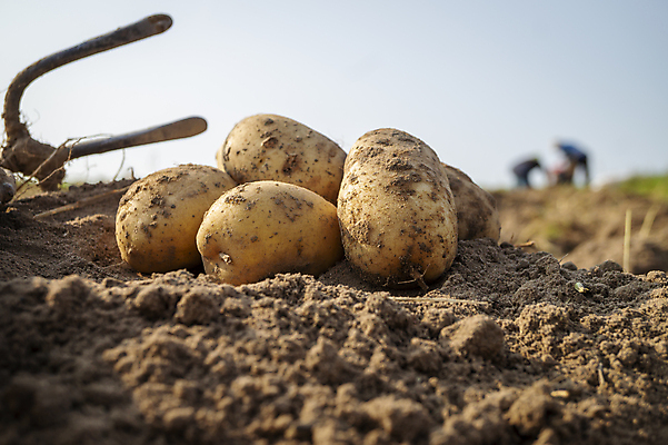 포토 JPG 해외이미지 주간 감자 사람없음 야외 아웃포커스 농작물 흙 감자밭 해외포토 자연요소 밭 농업 채소 촬영기법 파일형식 이미지허브