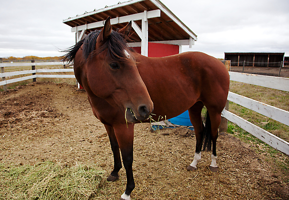 포토 JPG 해외이미지 동물 응시 음식 농업 포유류 사람없음 야외 빨간색 펜 갈색 가축 힘 줄무늬 흰색 시골 기다림 볏짚 먹기 배고픔 먼지 부드러움 진흙 갈기 흐림 망아지 외양간 방목장 앨버타 총구 해외포토 시선 산업 새끼 컬러 무늬 모션 날씨 필기구 말_동물 감각 짚 파일형식 이미지허브