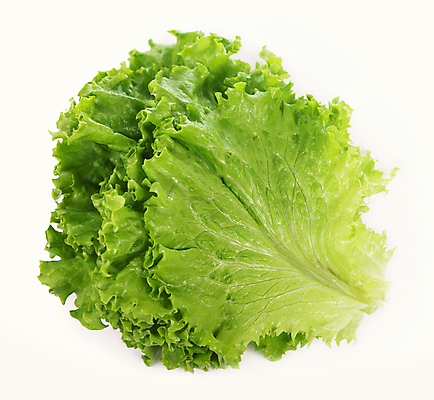 포토 JPG 해외이미지 잎 채소 사람없음 초록색 상추 로메인상추 해외포토 식물 컬러 파일형식 이미지허브