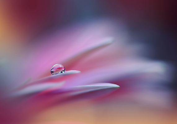 포토 JPG 해외이미지 식물 디자인 배너 꽃 백그라운드 꽃무늬 자연 벽지 추상 휴가 새로움 기념 사랑 미술 사람없음 장식 컬러풀 뷰티 봄 덮개 벚꽃 물방울 축하 인사 신용카드 메뉴 데이지 캔버스 초대 파스텔톤 해외포토 계절 감정 컬러 컨셉 무늬 문화예술 금융 뚜껑 예절 생태계 파일형식 이미지허브